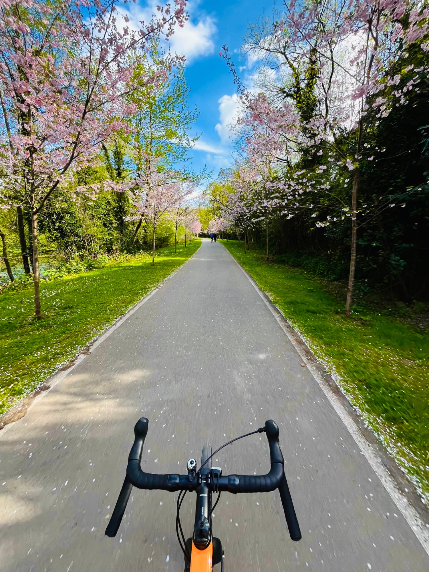 Pedaleando en una senda ciclable. Rodeado de cerezos Pedaleando en una senda ciclable. Rodeado de cerezos