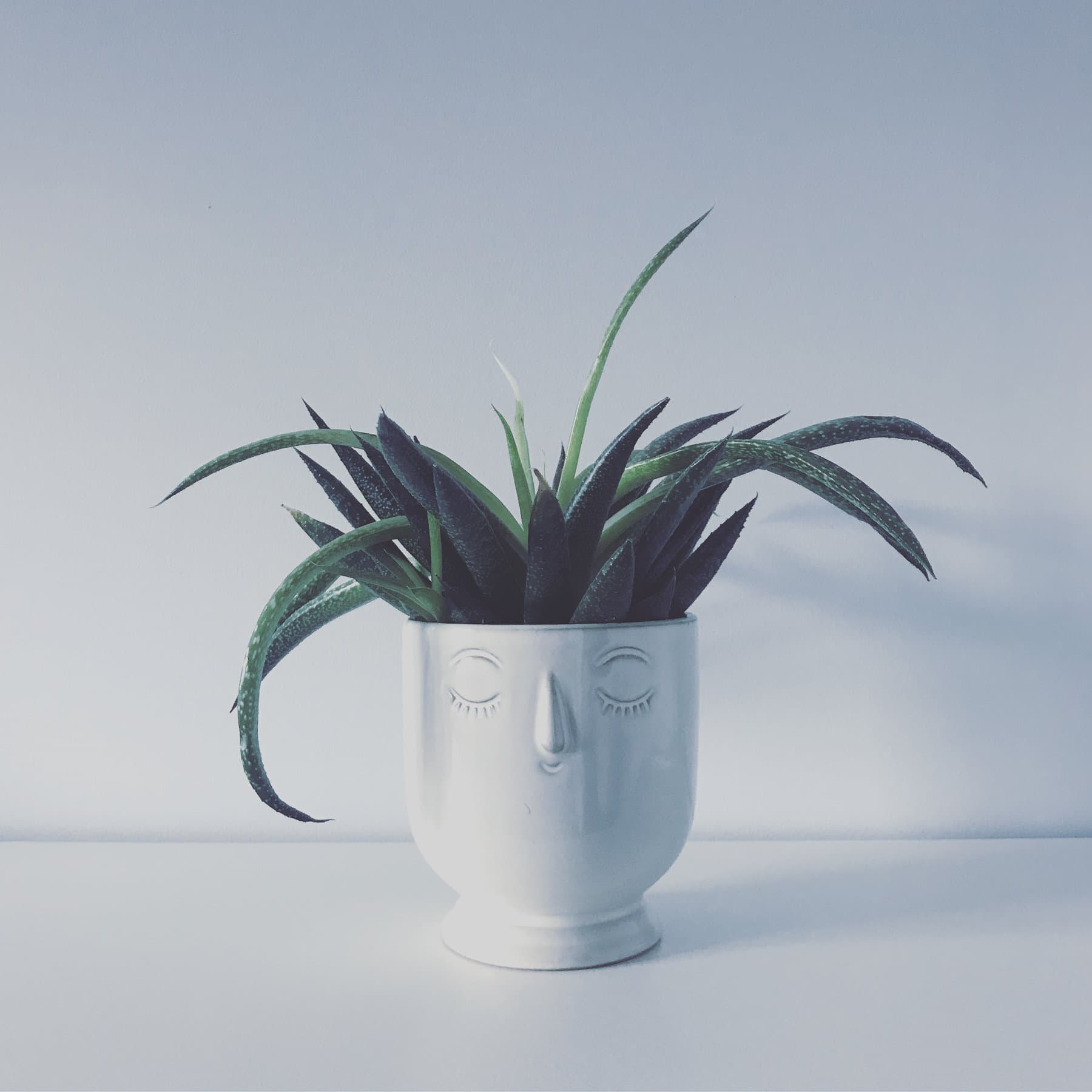 Una maceta con cara Una maceta con cara