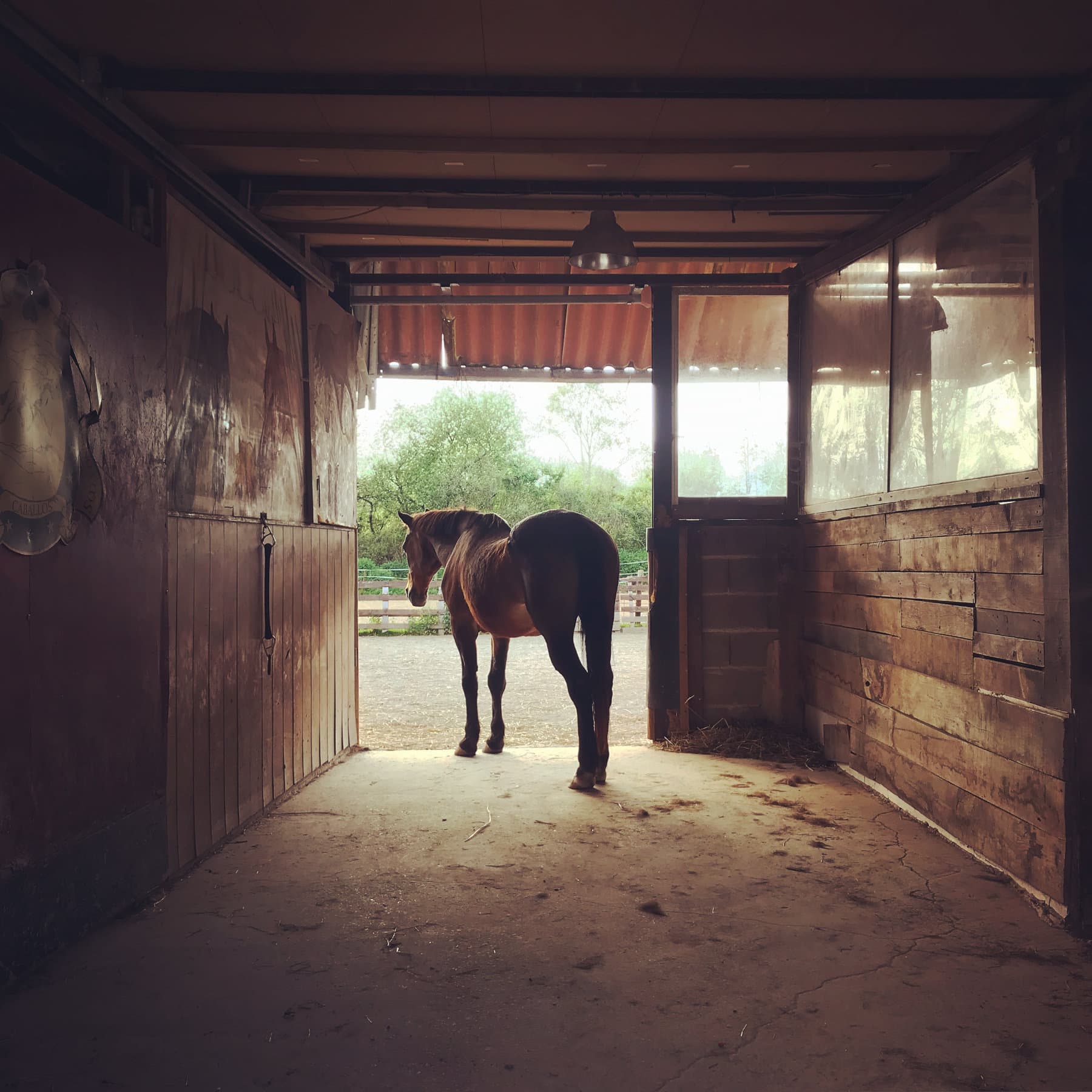 Fotografía de un caballo Fotografía de un caballo