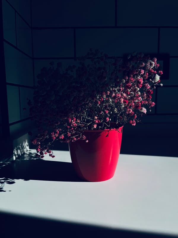 Una planta Una planta