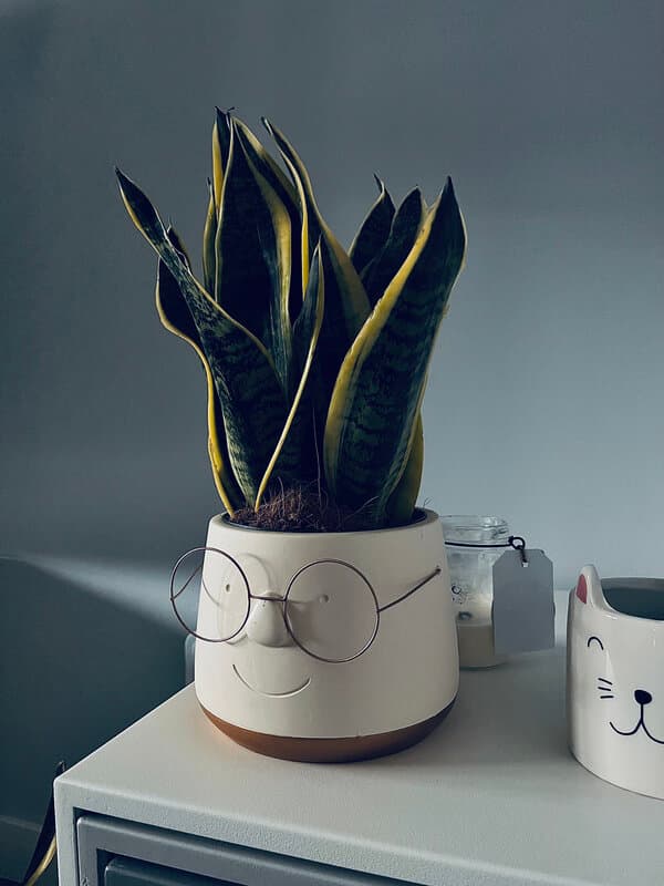 Una planta serpiente Una planta serpiente